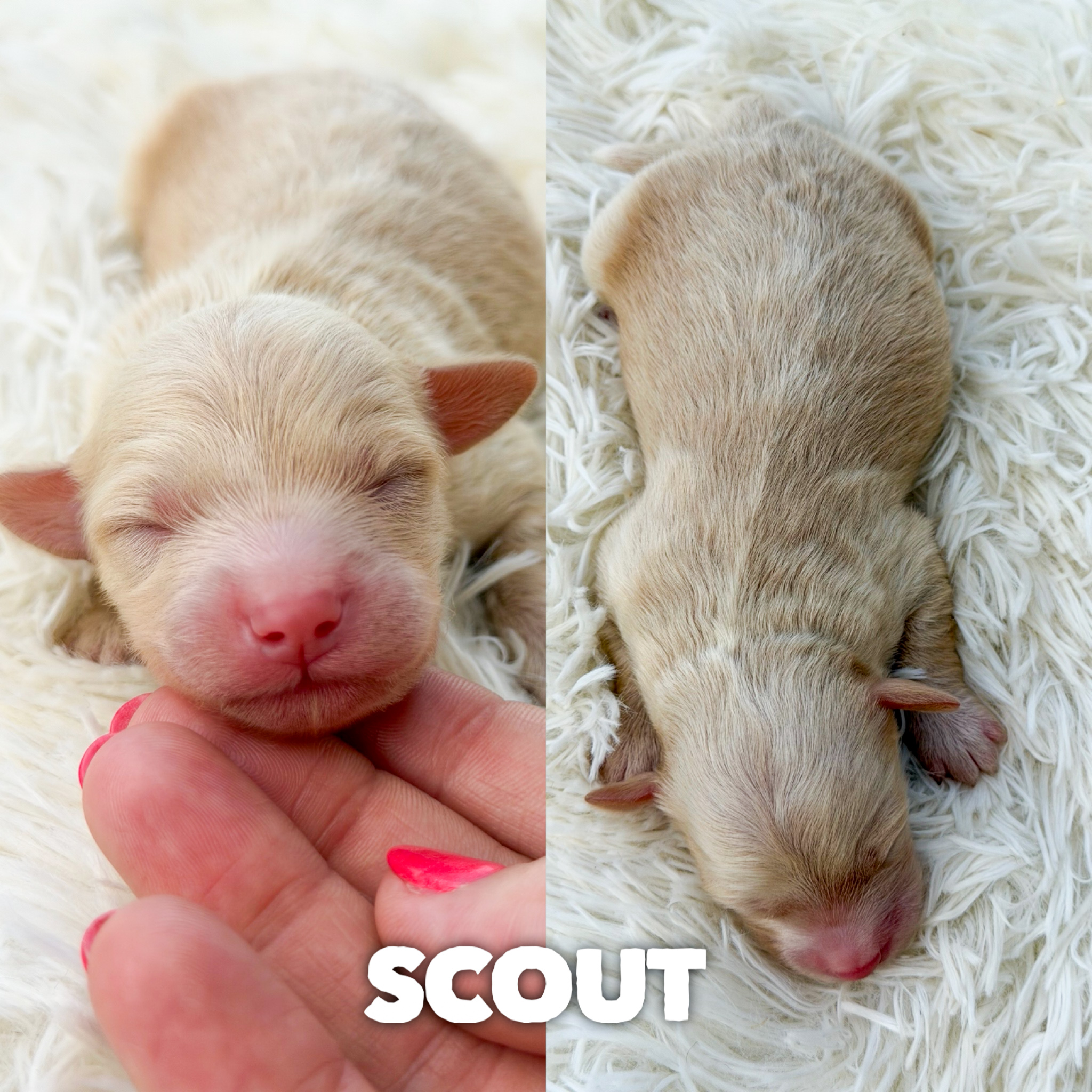 Scout 1